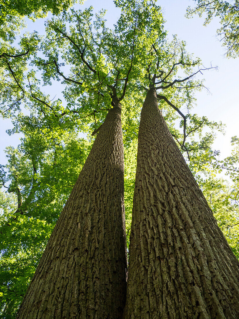 USA, Delaware. Looking up at old growth trees in a park.