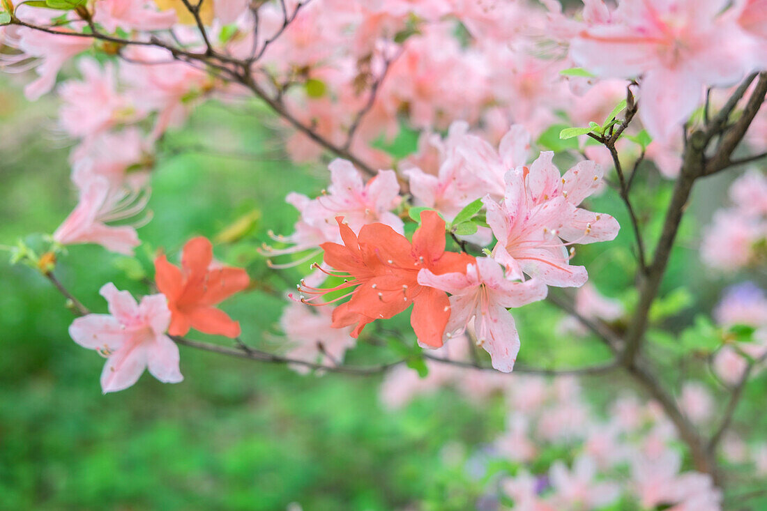 Azalea, Usa