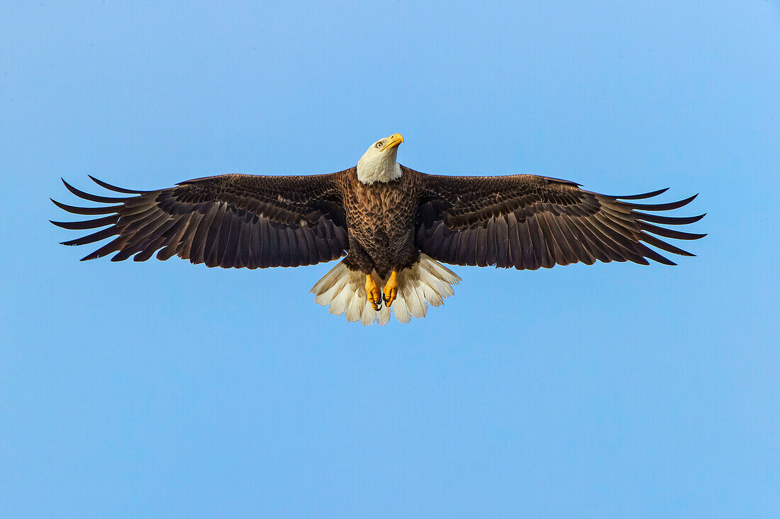 Bald eagle flying, Florida