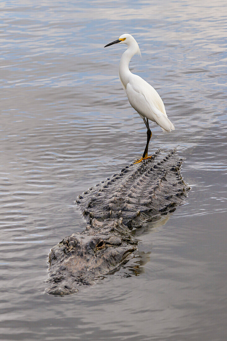 Schneereiher, der auf einem Alligator reitet, Florida