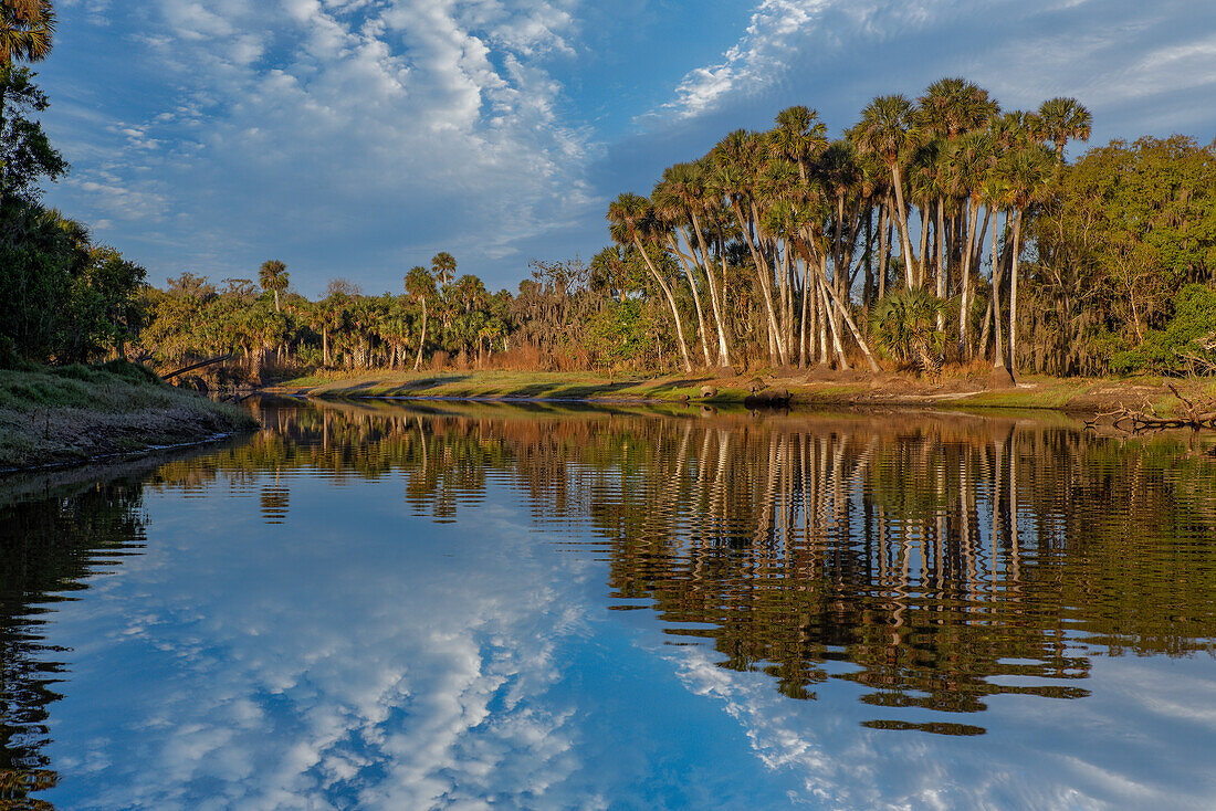 Sable palms reflected on the Econlockhatchee River, a blackwater tributary of the St. Johns River, near Orlando, Florida