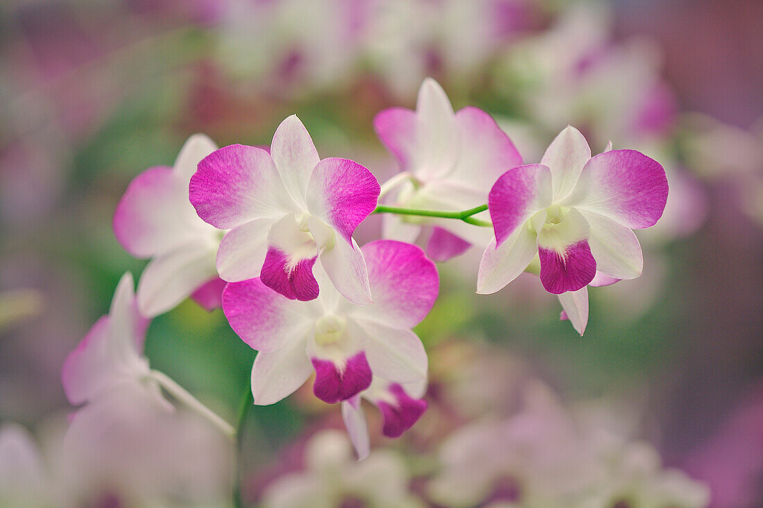 Hybrid-Orchideen. Selby Gärten, Sarasota, Florida