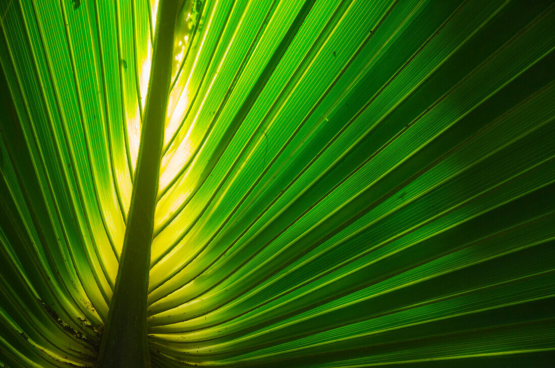 Florida, Backlit Palm Tree Leaf