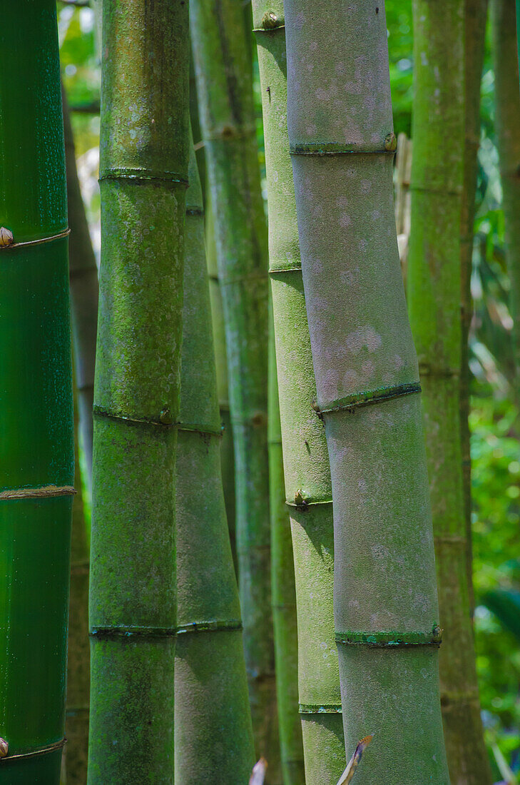 Florida, Bamboo Grove Trunks (Bambusstämme)