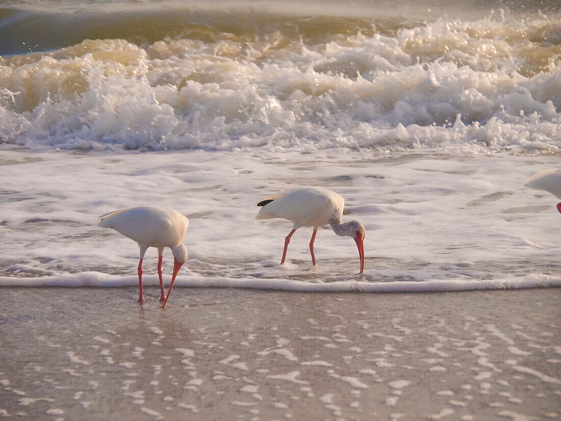 Vögel waten in der Brandung am Strand von Sanibel Island, Florida, USA