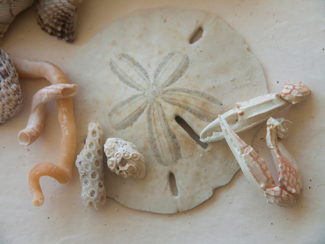 Shells Gathered on Beaches of Sanibel Island, Florida, USA