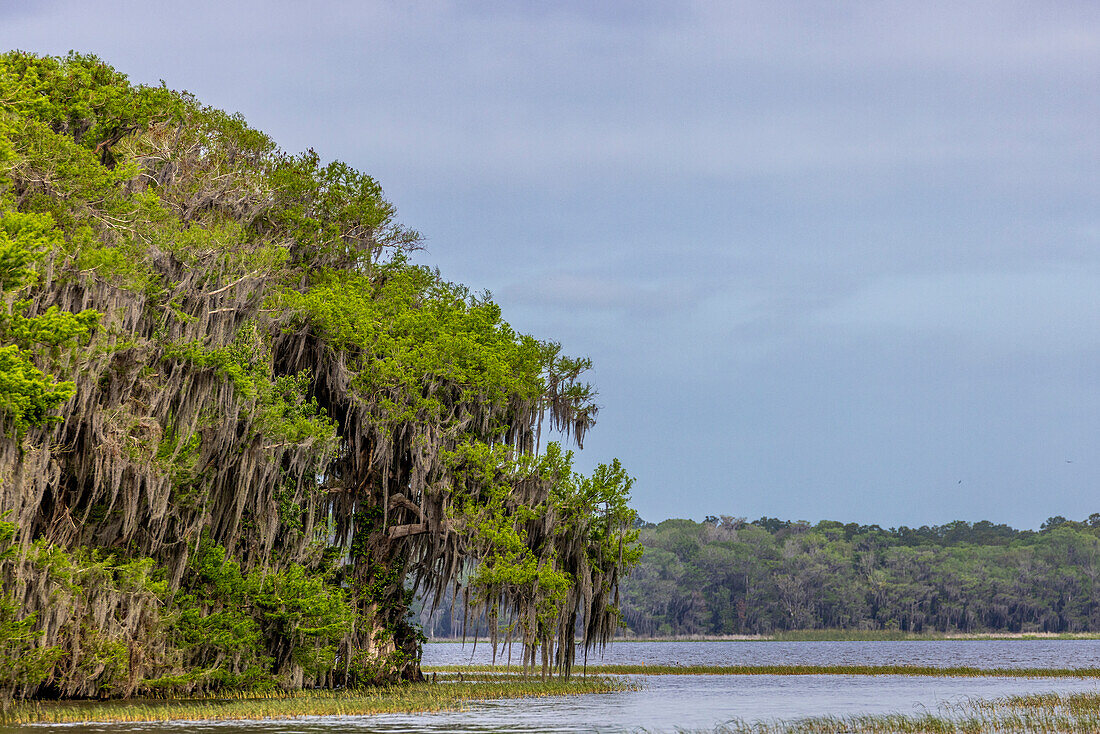 Usa, Florida. Zypressen rund um den Lochloosa-See