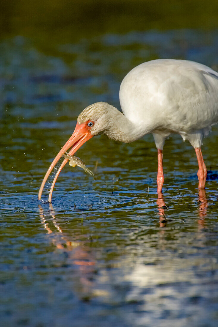 Kleine Estero-Lagune, Fort Myers Beach, Florida, USA. Weißer Ibis beim Verzehr einer weiblichen, eiertragenden, Blauen Krabbe.