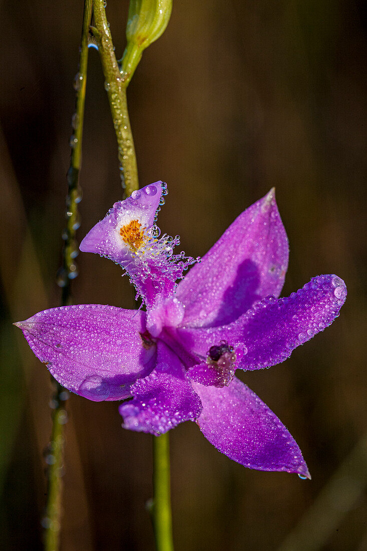Grasrosa Orchideen wachsen in einer Prärie in Südflorida.