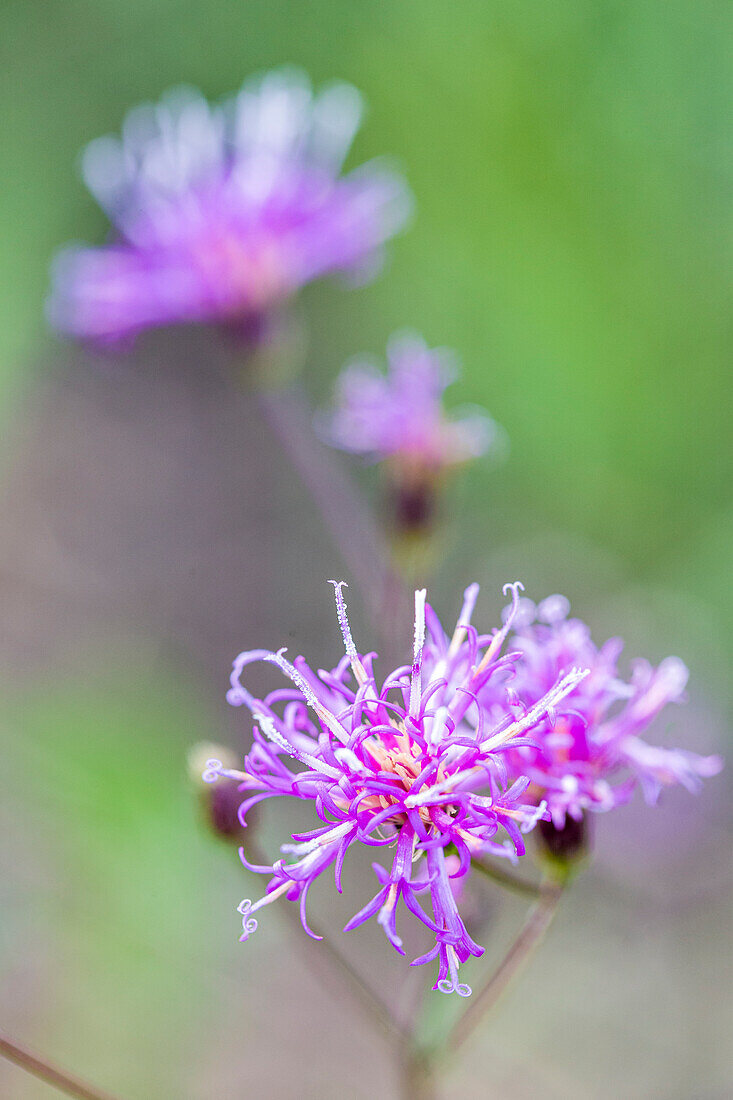 Florida ironweed.