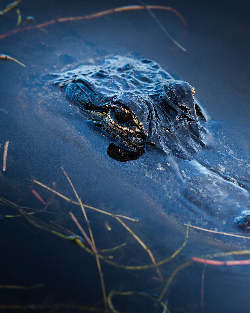 Junger amerikanischer Alligator, Merritt Island National Wildlife Refuge, Florida