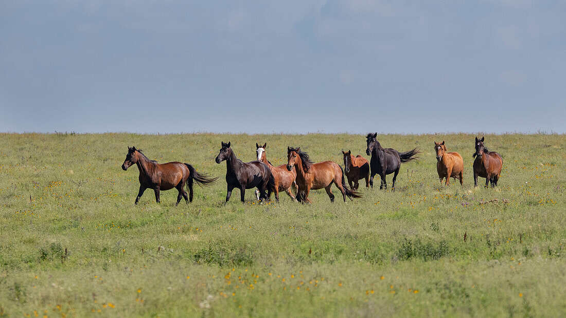 Wildpferde laufen in den Flint Hills