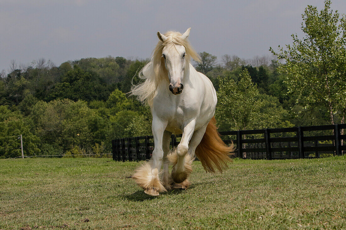 Gypsy Vanner Horse running, Crestwood, Kentucky