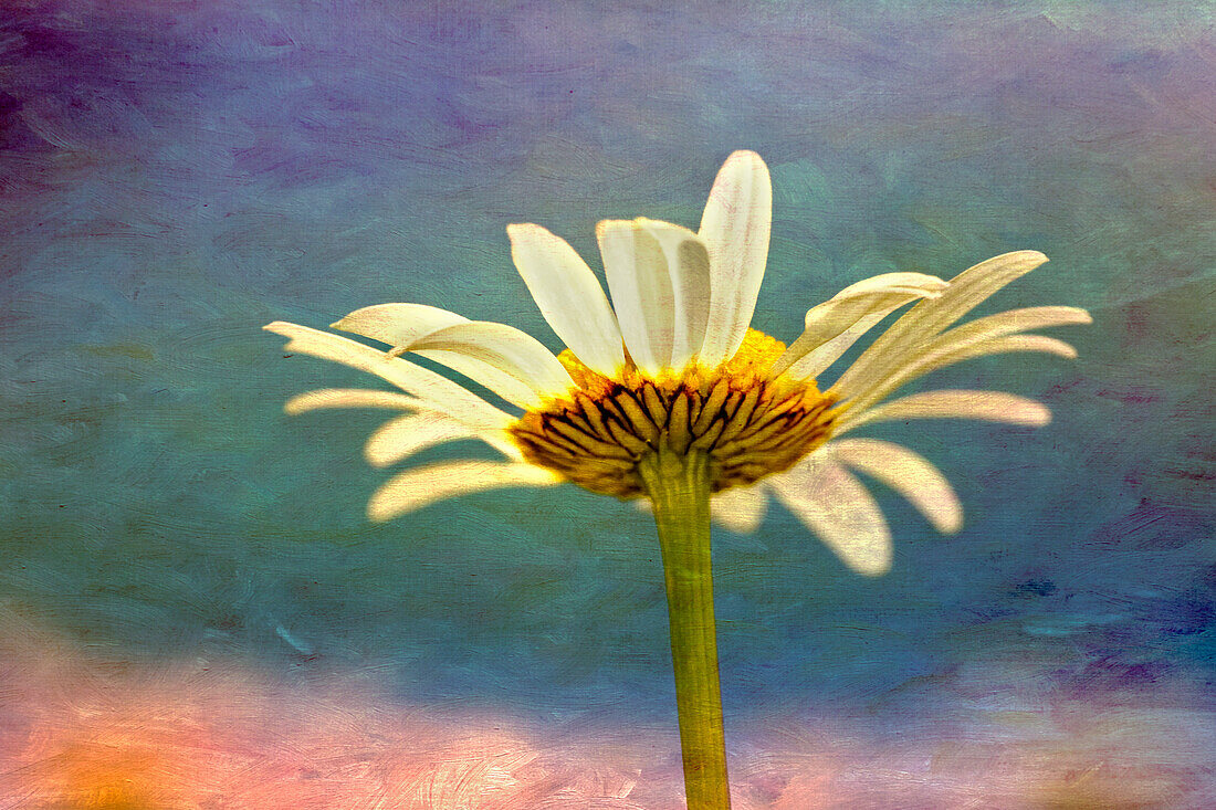 Oxeye Daisy composite with textured background