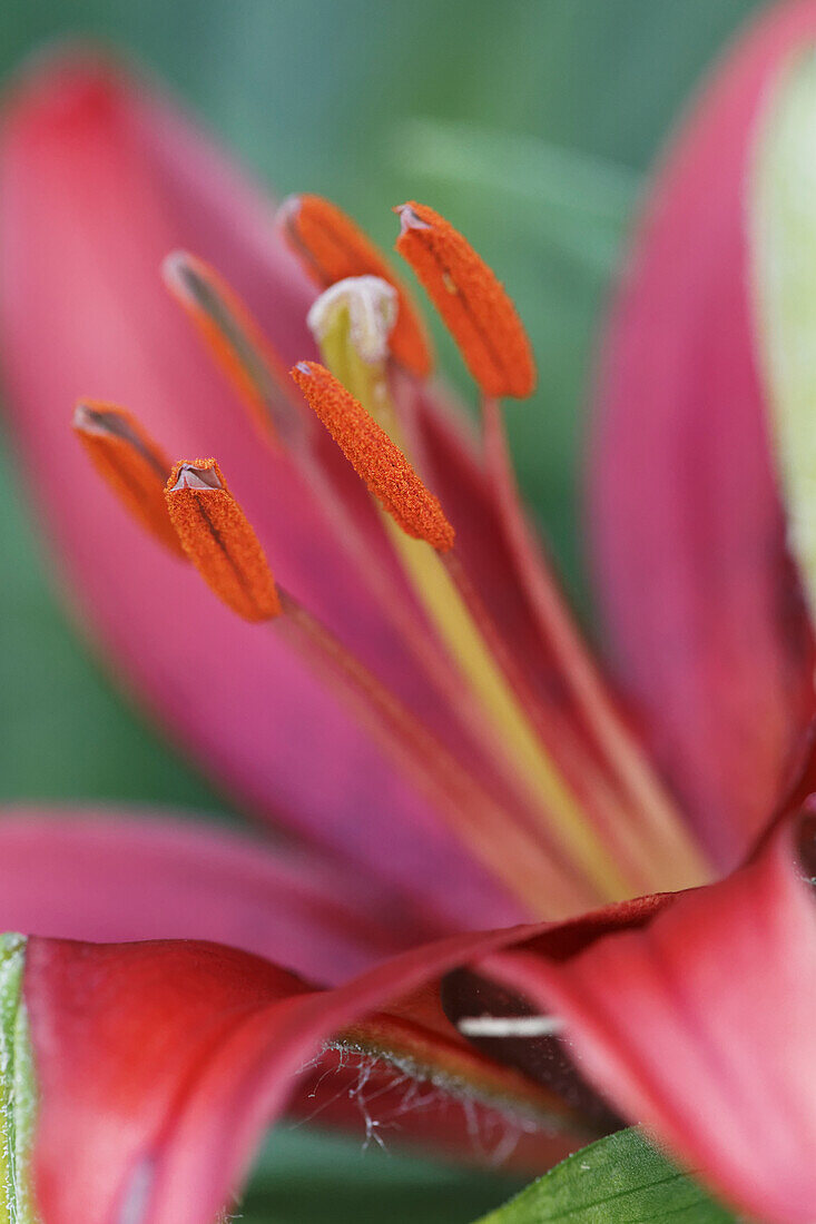 Lily flower