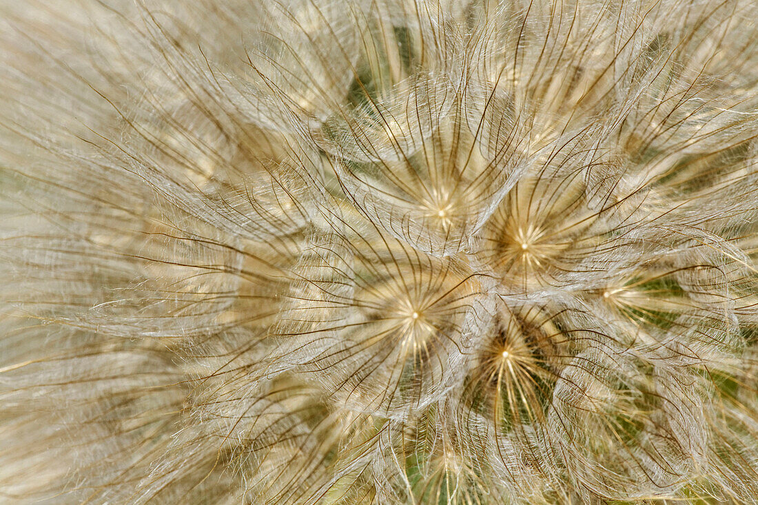 Samenhülse der Schwarzwurzel oder Austernpflanze, Louisville, Kentucky, Tragopogon porrifoliu