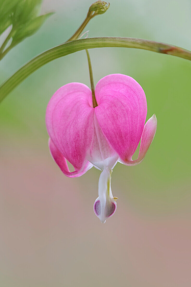 Frühlingsblüher des Blutenden Herzens, Creasey Mahan Nature Preserve, Kentucky