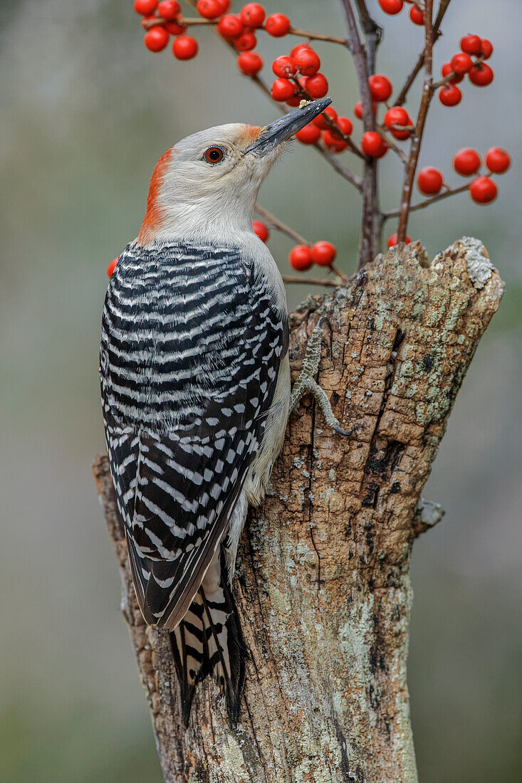 Female Red-bellied woodpecker and red berries, Kentucky