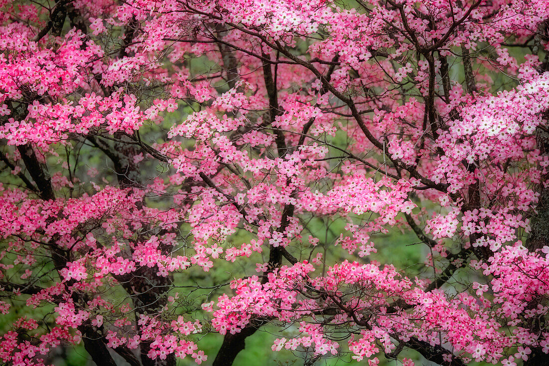 Weichzeichneransicht eines großen, rosa blühenden Hartriegelbaums in voller Blüte, Kentucky