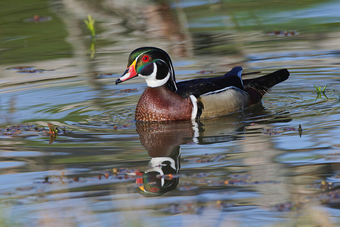Male, wood Duck, Kentucky