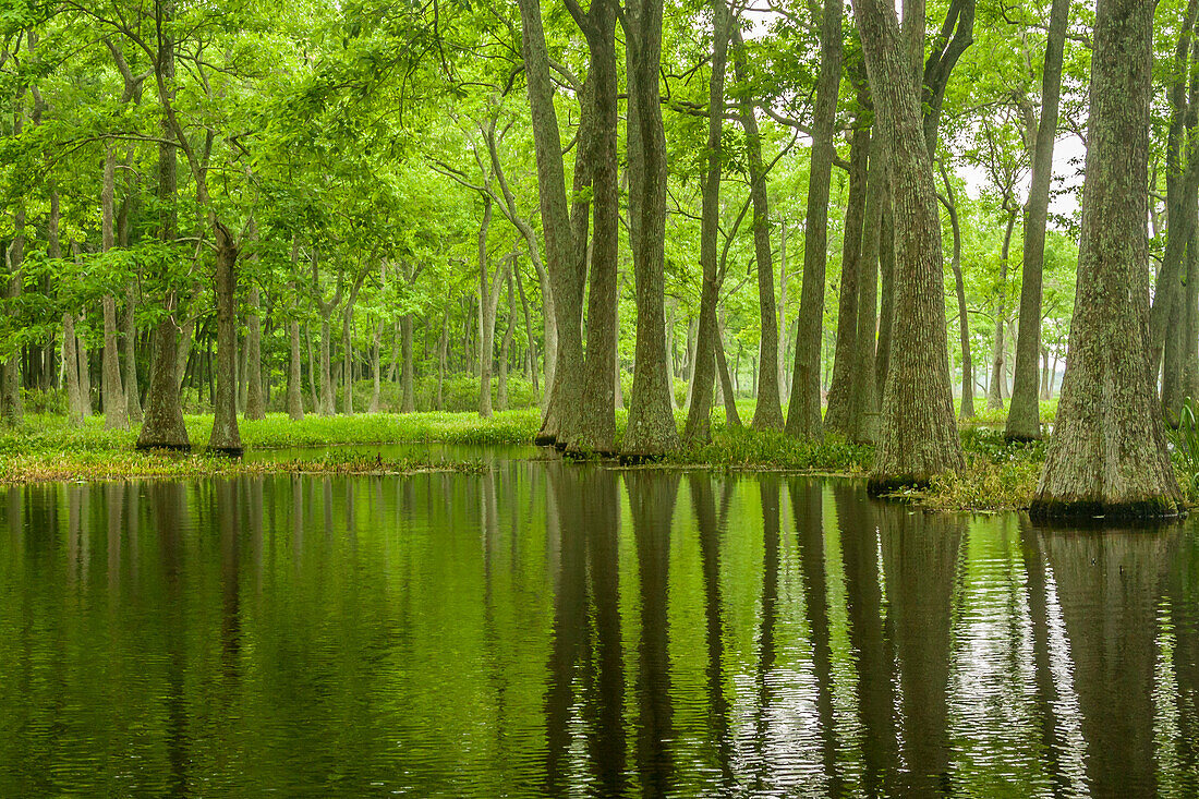 USA, Louisiana, Miller's Lake. Tupelo trees in swamp
