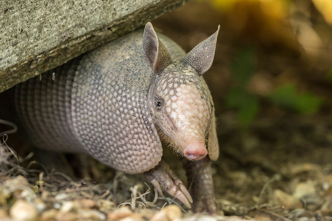 USA, Louisiana, Lake Martin. Young nine-banded armadillo