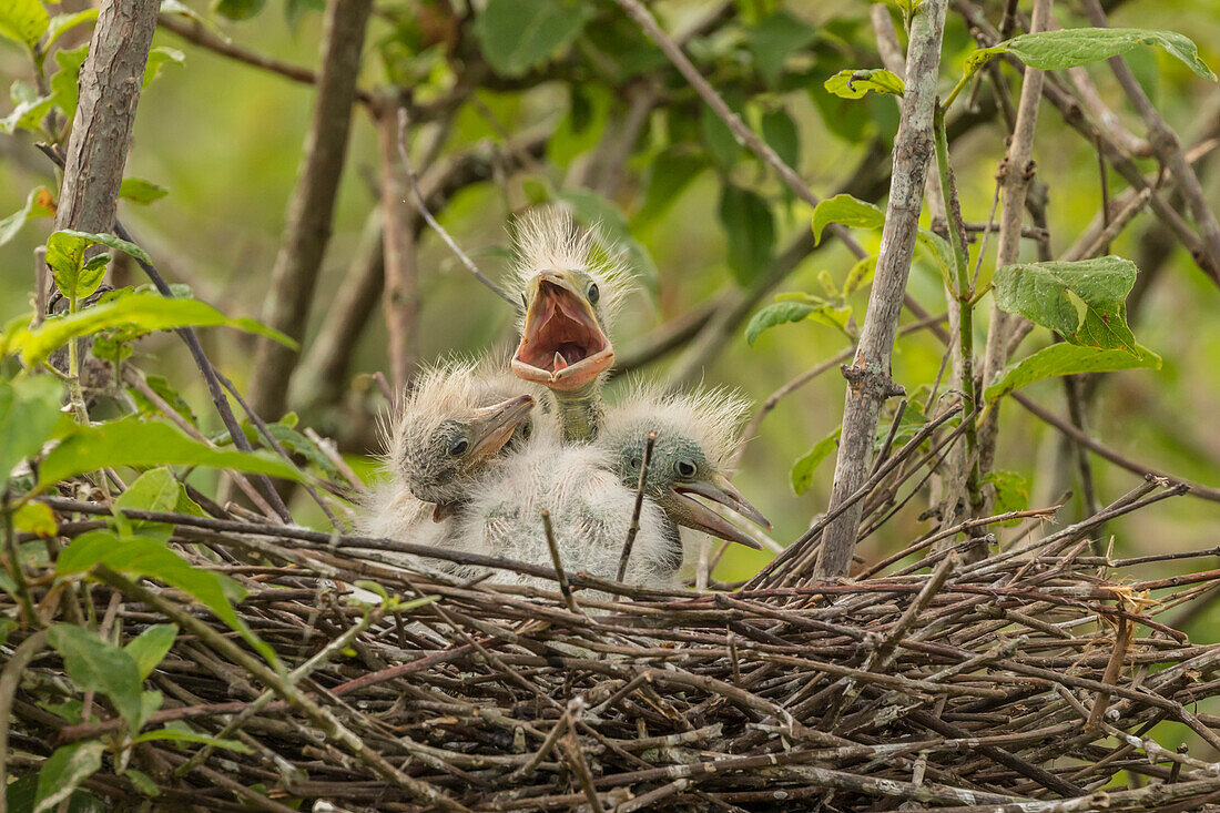 USA, Louisiana, Miller's Lake. Cattle egret chicks in nest