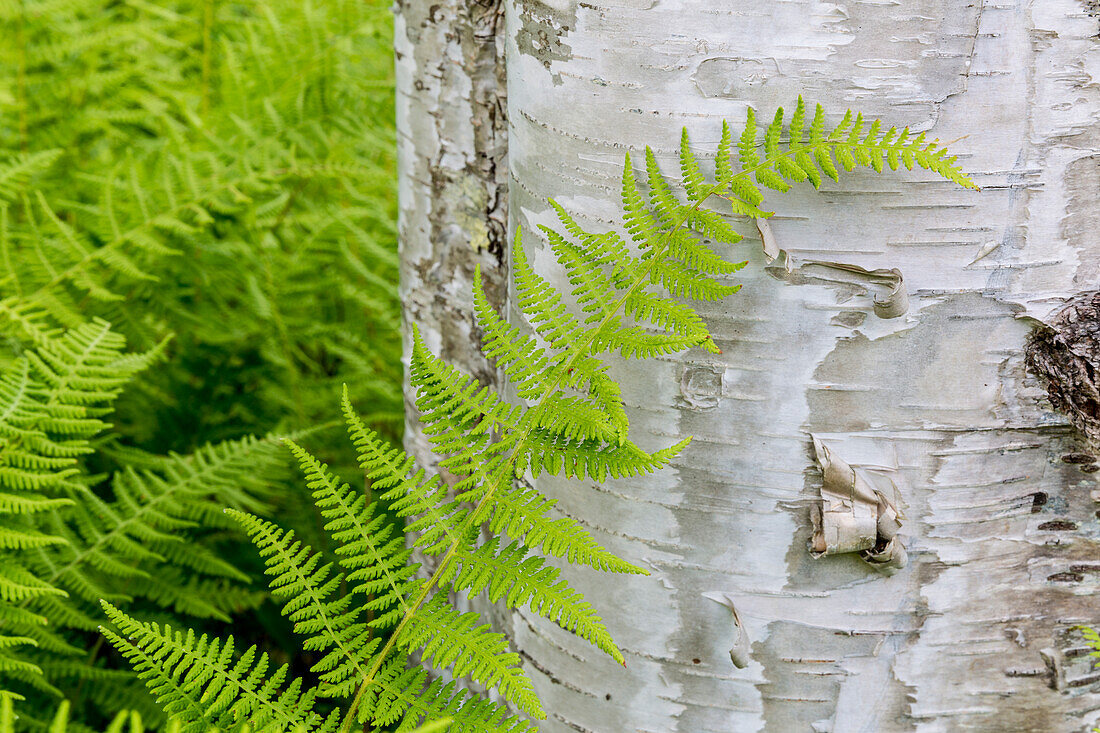 Ferns next to a paper birch tree (Betula papyrifera) Reed Plantation, Reed, Maine