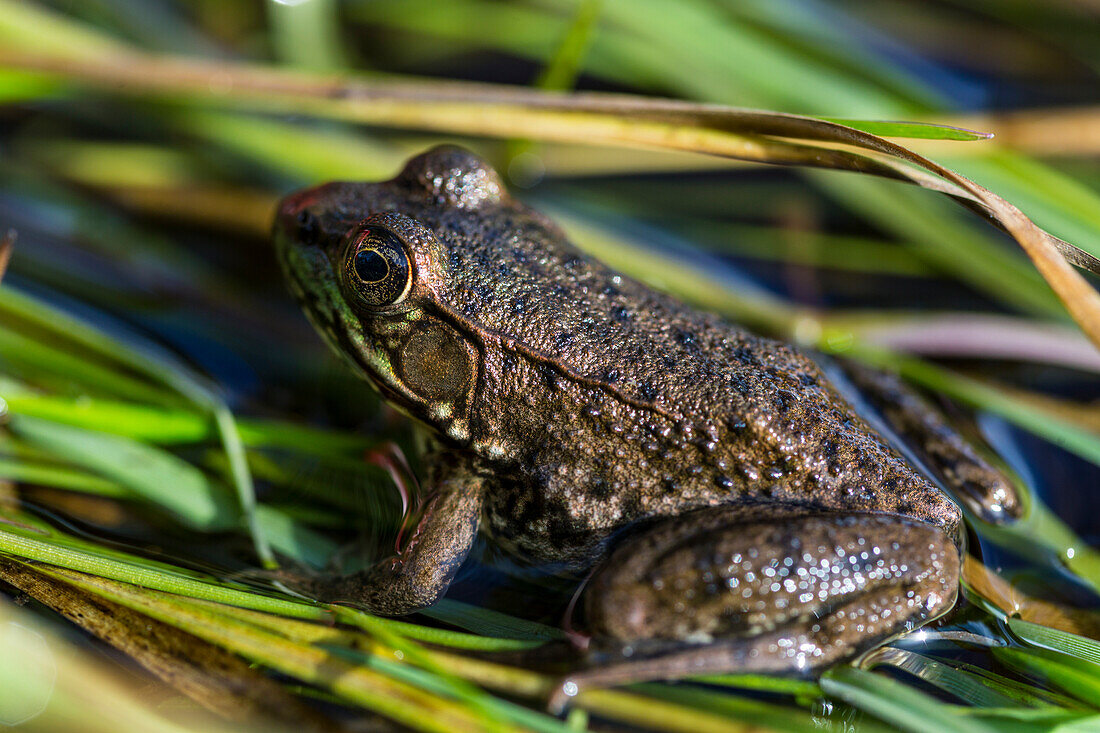 Green frog, rana clamitans melanota, in the grass next to the Mattawamkeag River in Wytipitlock, Maine.