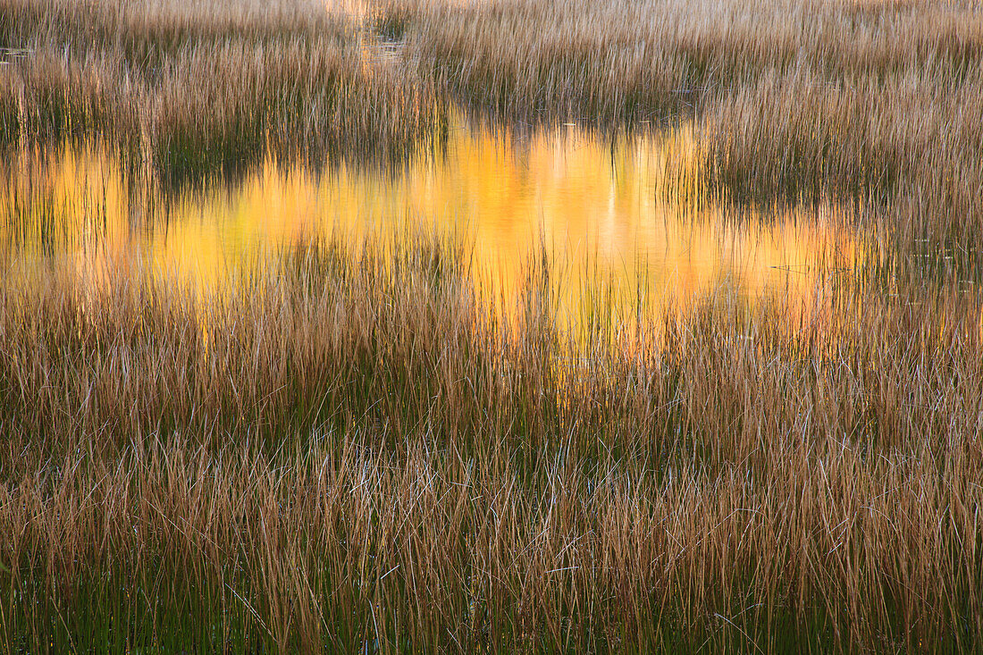 USA, Maine, Acadia National Park, Fall reflections in the marsh.