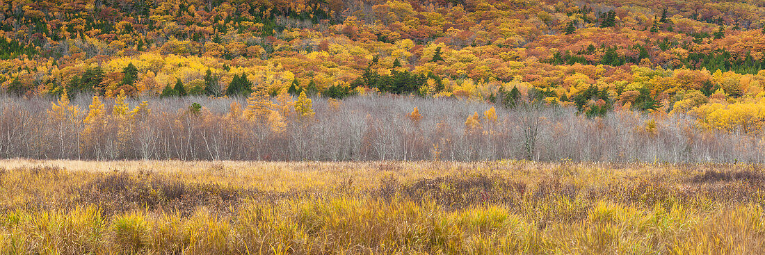 USA, Maine, Mt. Desert Island, Acadia National Park, Herbstlaub