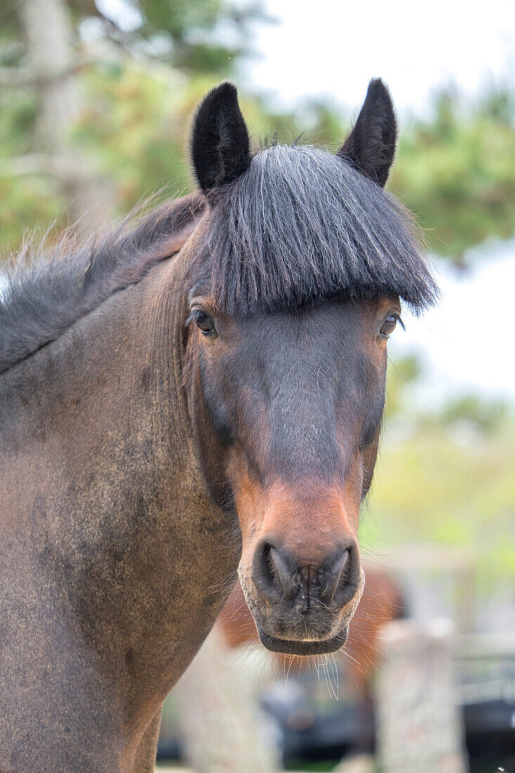 Horse, Madaket, Nantucket, Massachusetts, USA