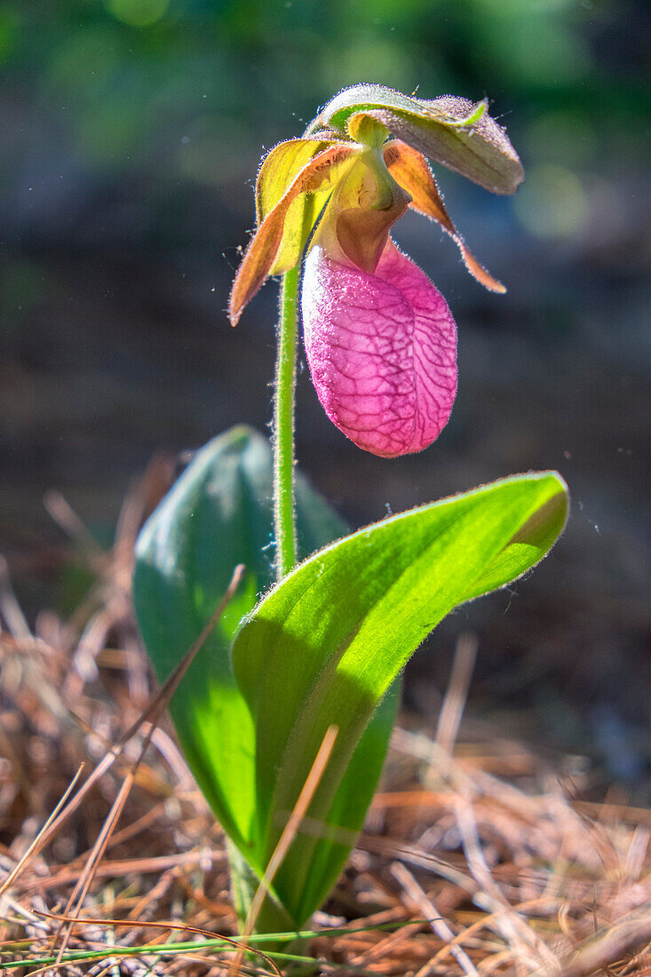 Lady'S Slipper Orchid