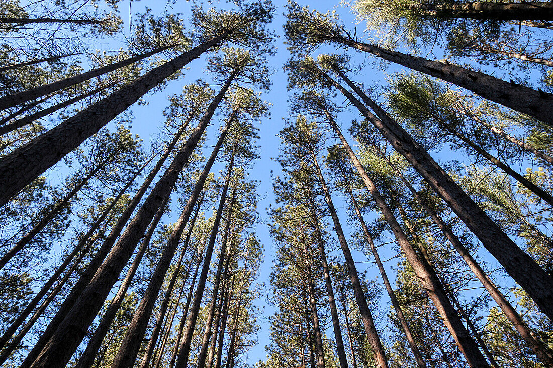 The regularly-spaced trees of the Red Pine Plantation, established in the 1930's, Mohawk Trail State Forest, Massachusetts, USA