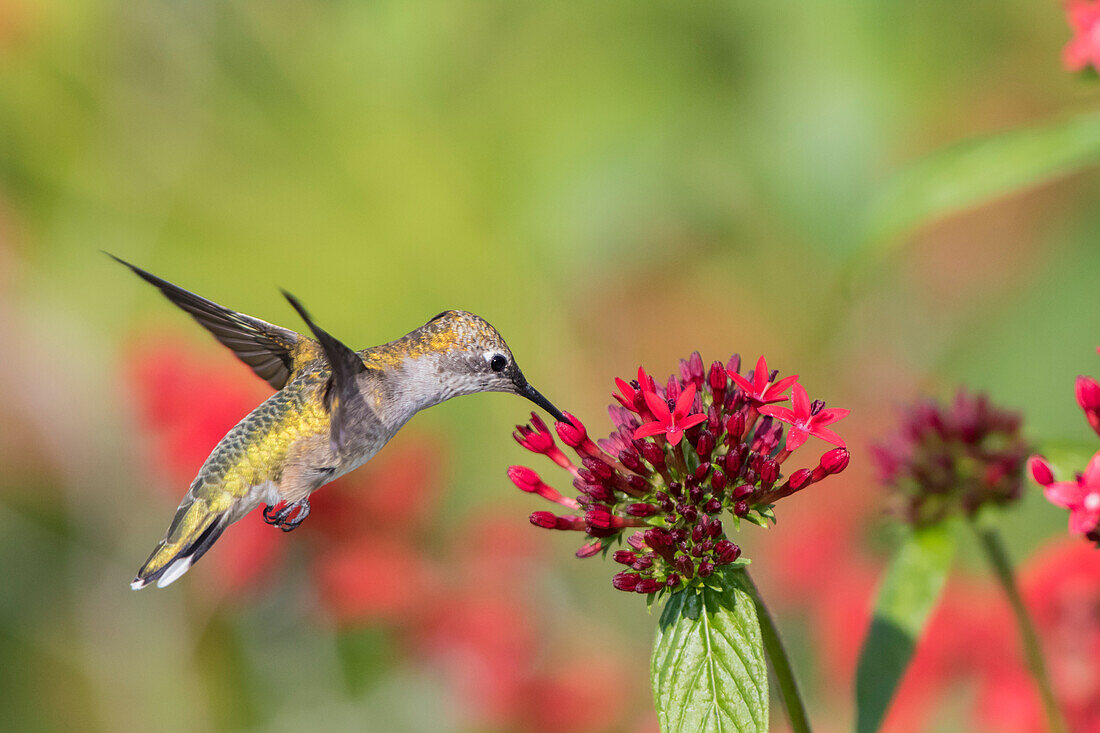 Rubinkehlkolibri (Archilochus colubris) an der Roten Pentas (Penta lanceolata) in Marion County, Illinois