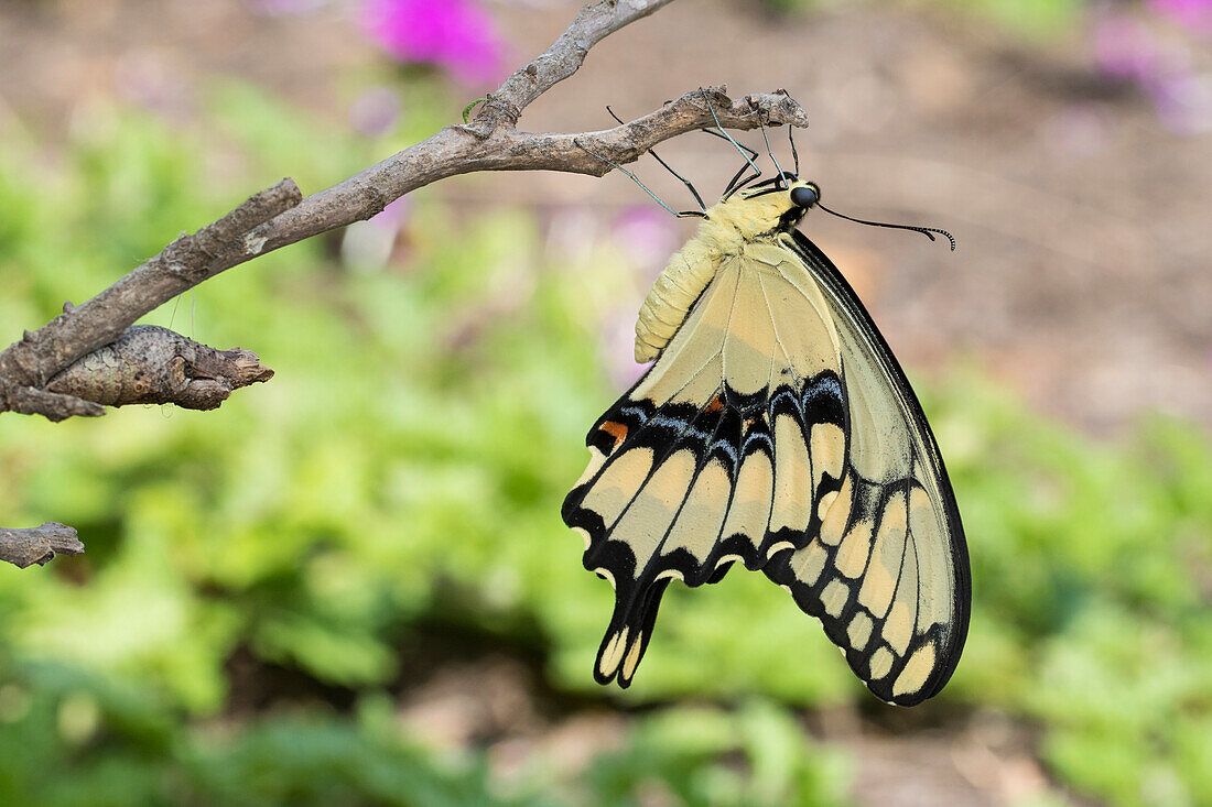Großer Schwalbenschwanz (Papilio cresphontes), frisch geschlüpft in der Nähe der Puppe, Marion County, Illinois