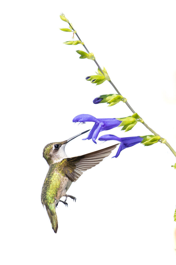 Rubinkehlkolibri (Archilochus colubris) auf blauem Fahnensalbei (Salvia guaranitica 'Blue Ensign') auf weißem Hintergrund, Marion County, Illinois