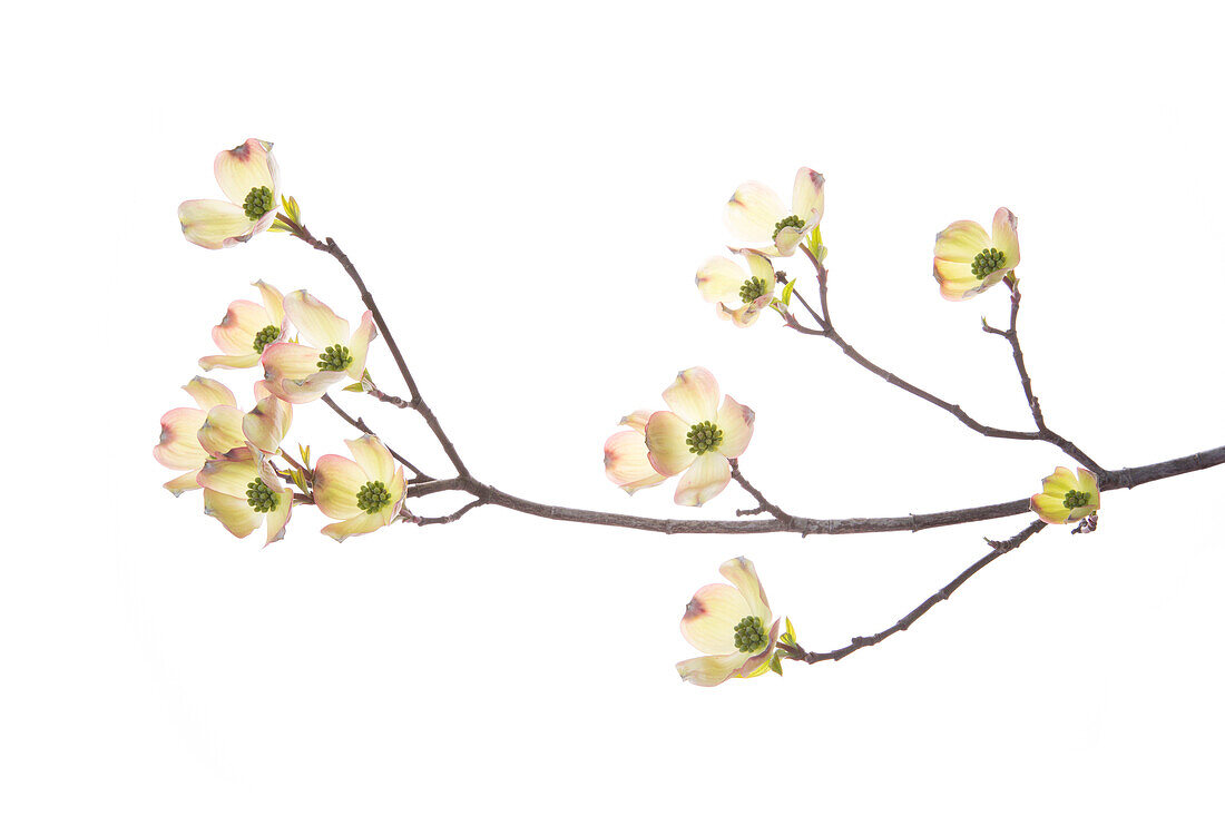 Flowering Dogwood (Cornus Florida) branch on white background, Marion County, Illinois
