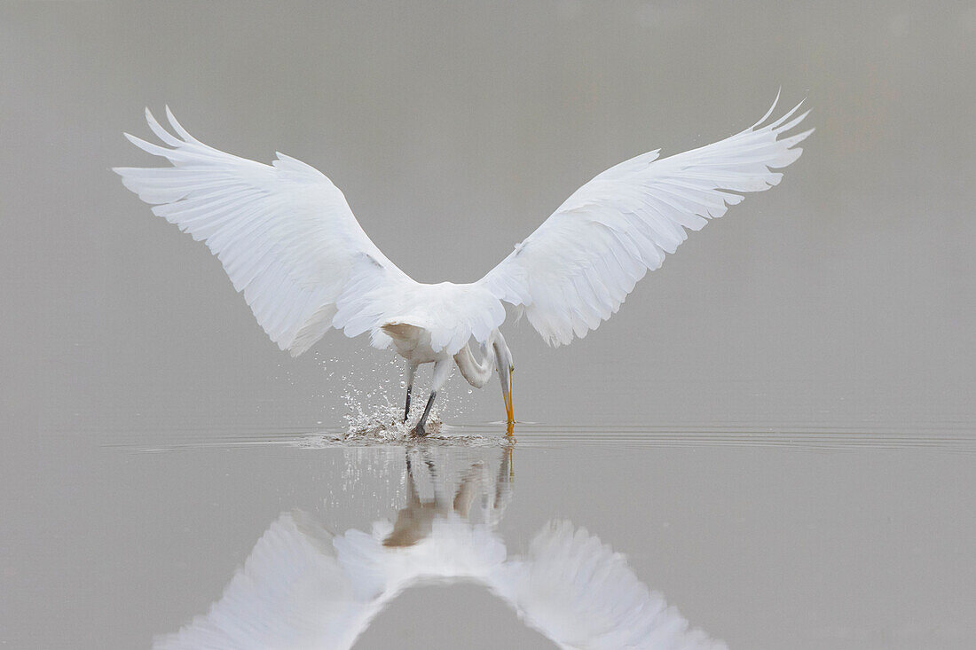 Great Egret (Ardea alba) fishing in wetland in fog, Marion County, Illinois