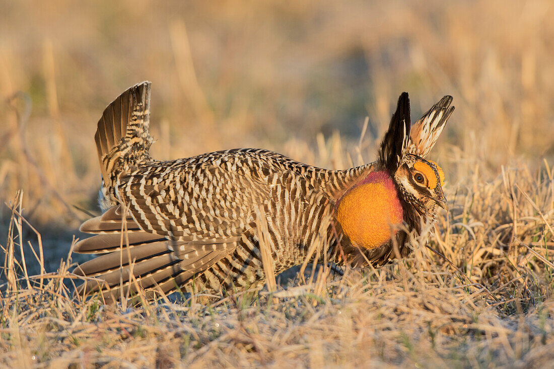Greater Prairie-Chicken (Tympanuchus Cupido) male displaying  on lek Prairie Ridge State Natural Area, Marion County, Illinois