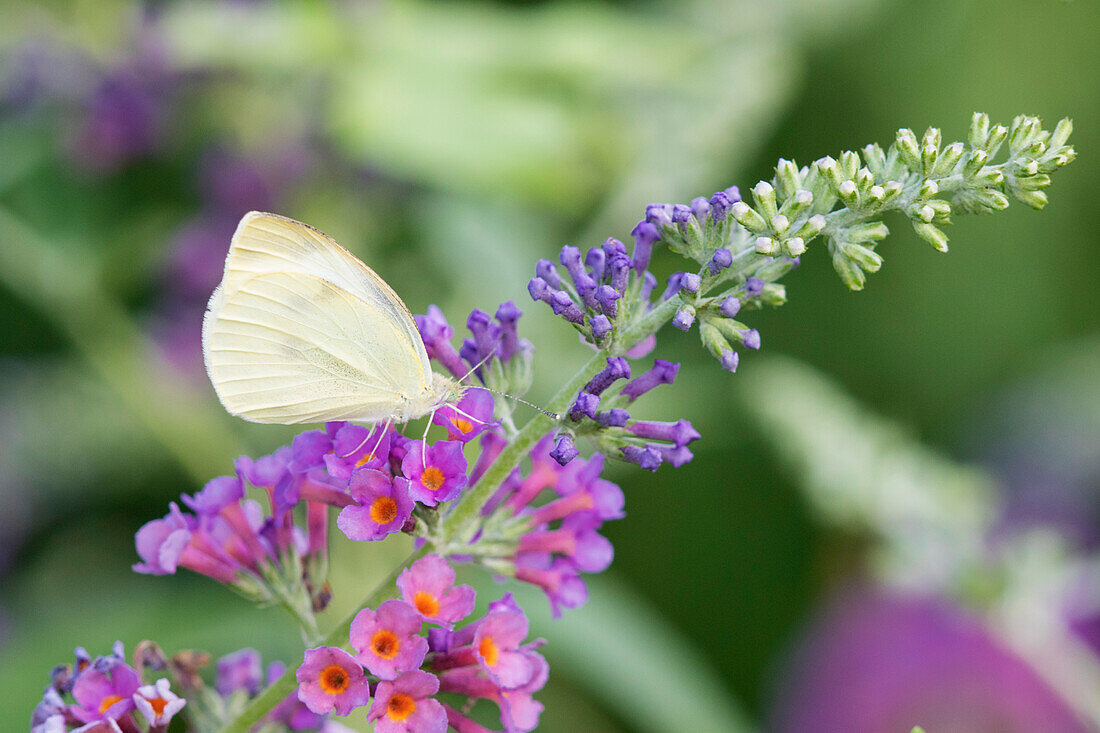 Kohlweißling (Pieris Rapae) auf Schmetterlingsflieder (Buddleja davidii) Marion County, Illinois