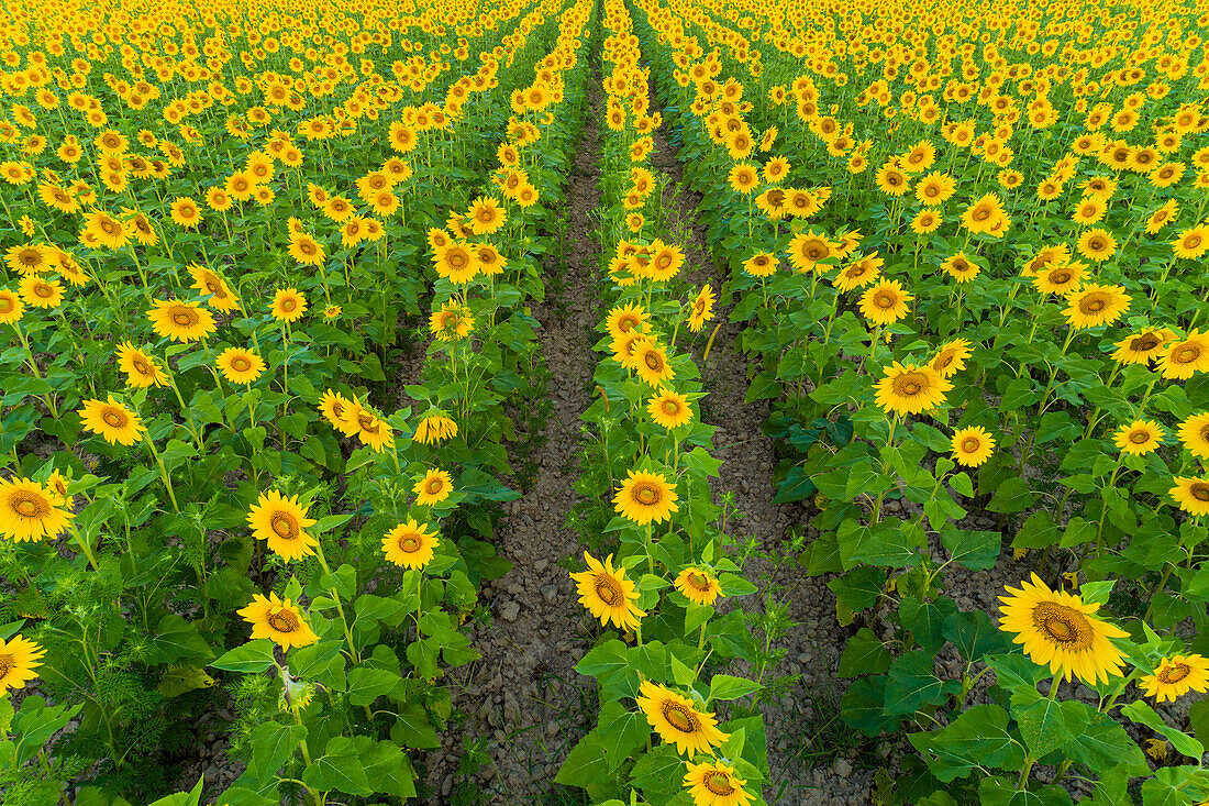 Aerial view of sunflower field Sam Parr State Park, Jasper County, Illinois.