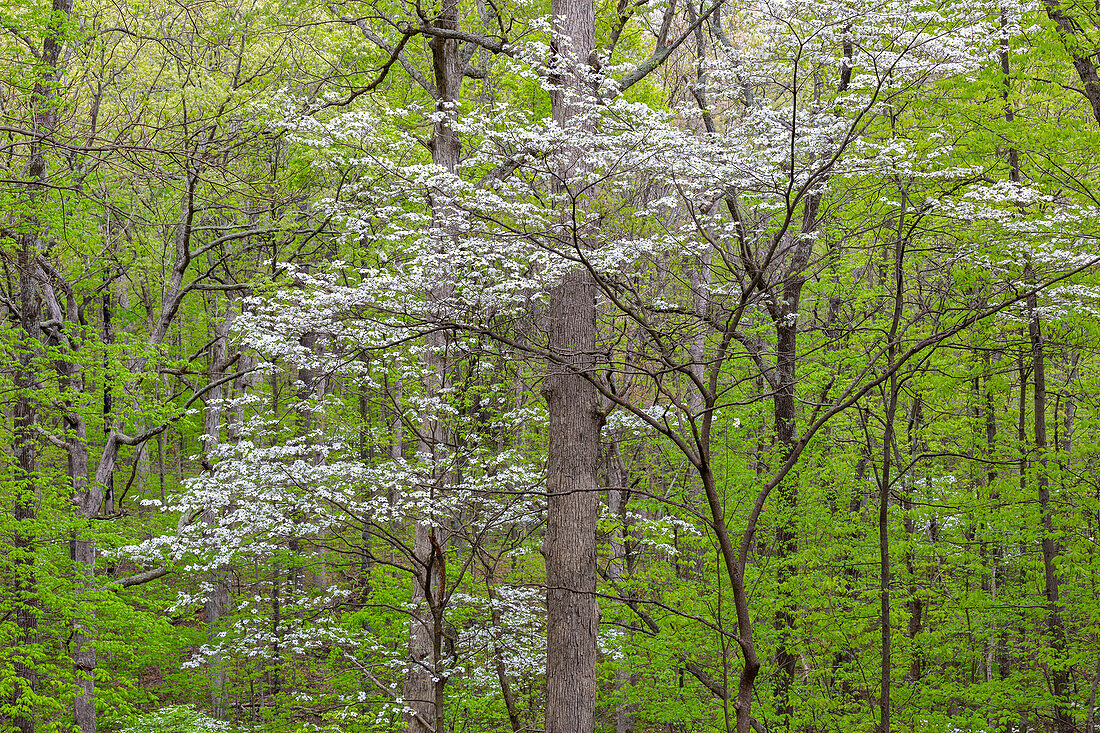 Flowering Dogwood Tree (Cornus florida) in spring Stephen A. Forbes St. Park.