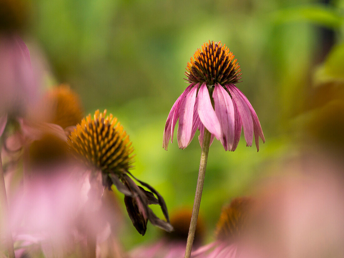 Purple coneflower, Day Preserve, Illinois