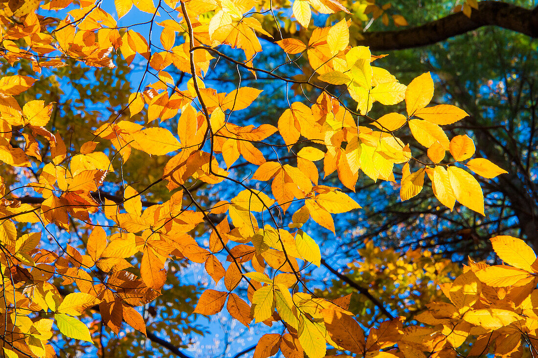 Sunlight filtering through colorful Fall foliage