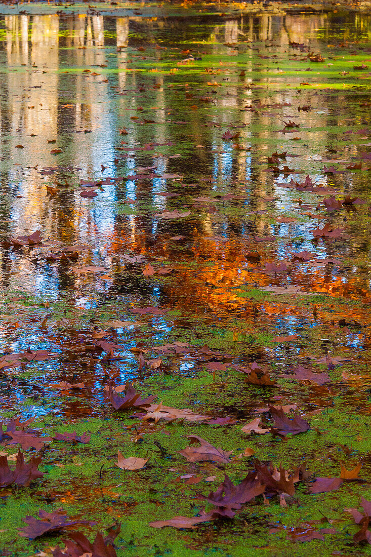 Fall foliage reflection in lake water