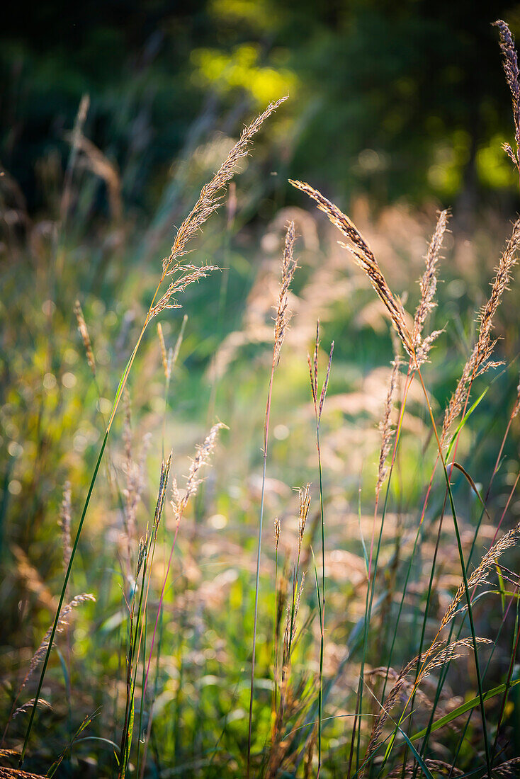 Meadow, Tippecanoe State Park, Indiana, USA.