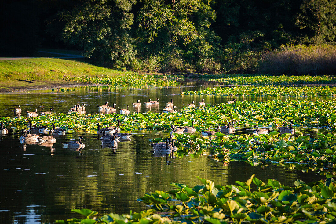 Seerosenteich, Tippecanoe State Park, Indiana, USA.