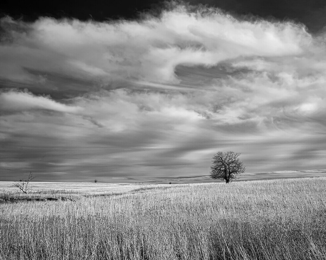 Baum in den Flint Hills von Kansas