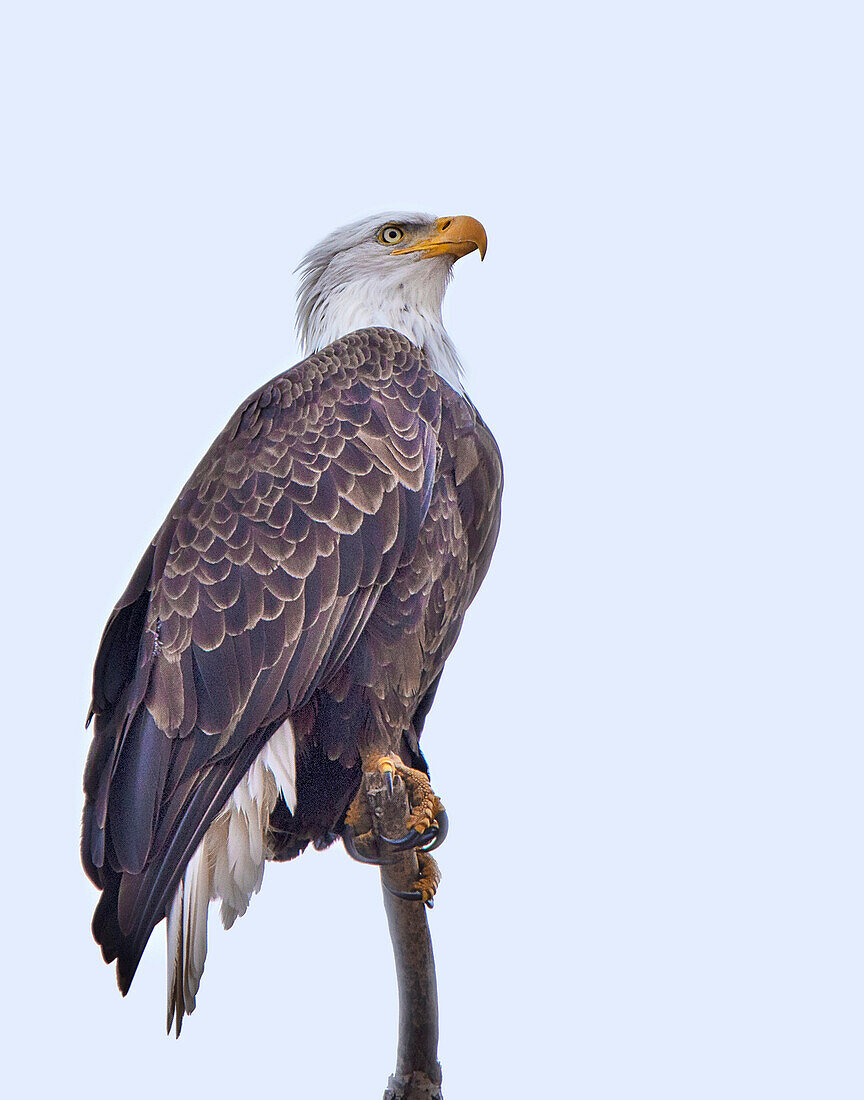 Bald Eagle watching something flying above